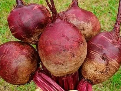 Мулатка — сорт для посадки в ноябре