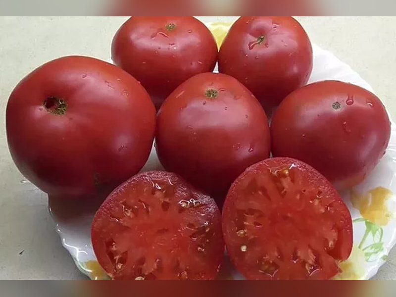 Томат Чудо земли