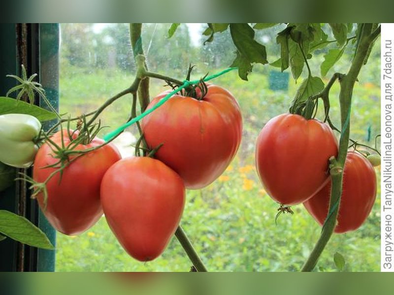 Томат Орлиное сердце