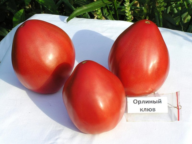 Томат Орлиный клюв