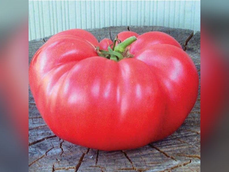 Розовый гигант