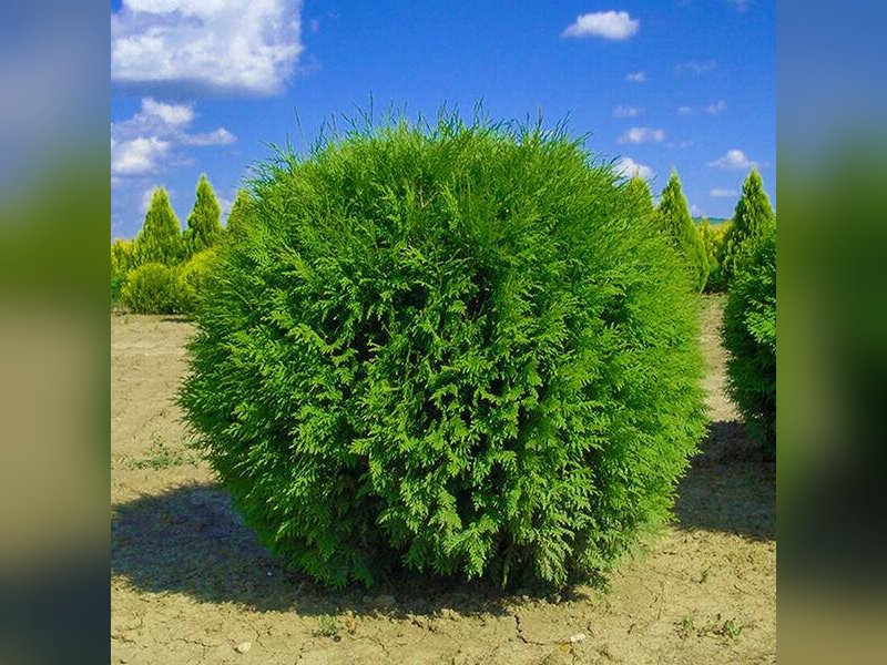 Глобоза