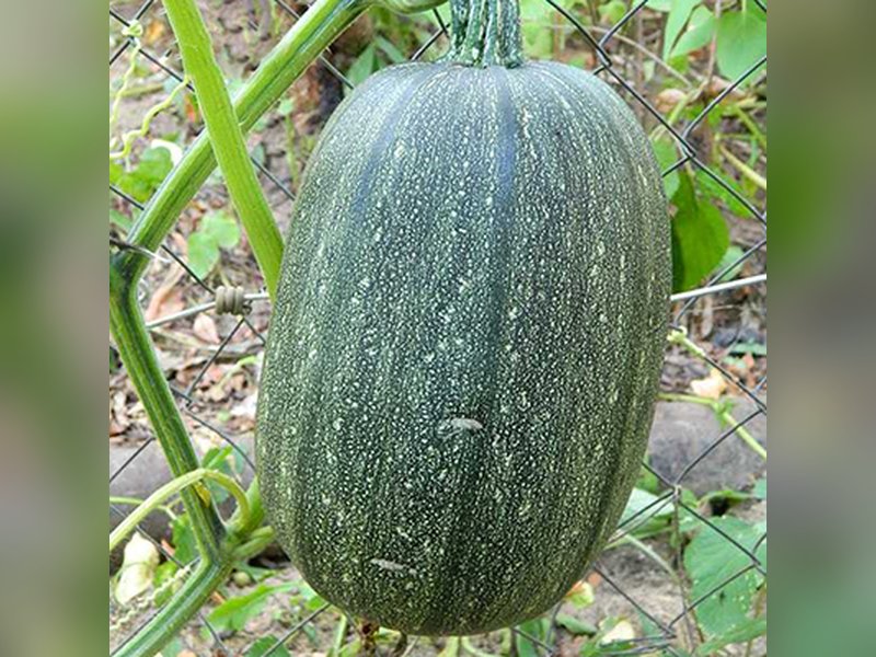 Грибовская кустовая