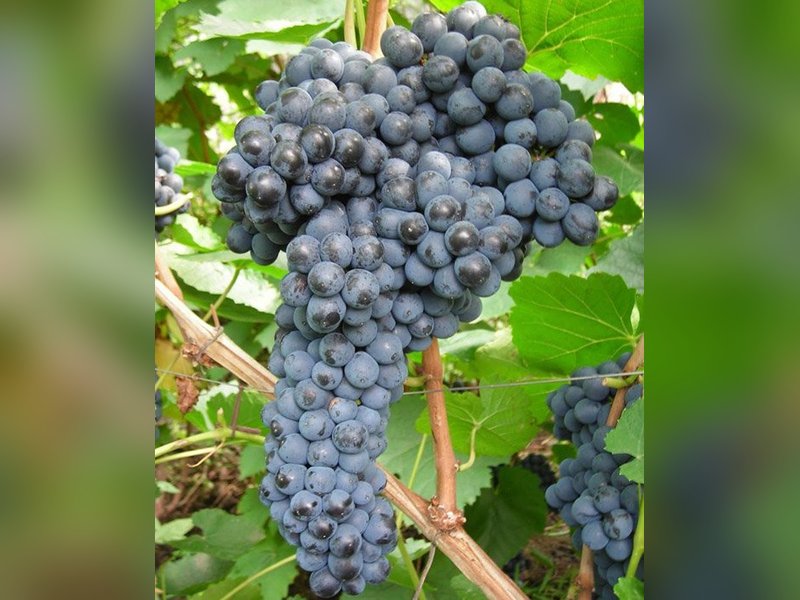Память Домбковской