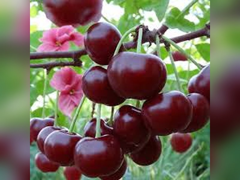 Жуковская