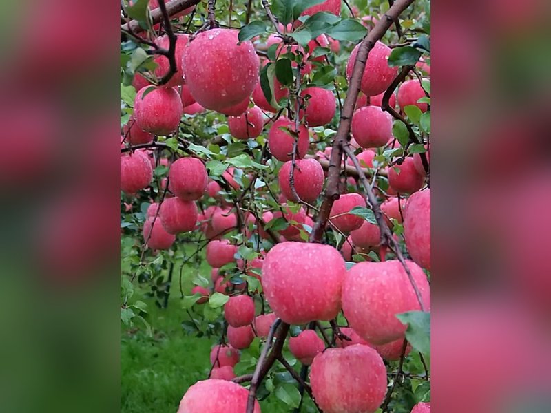 Алтайское румяное